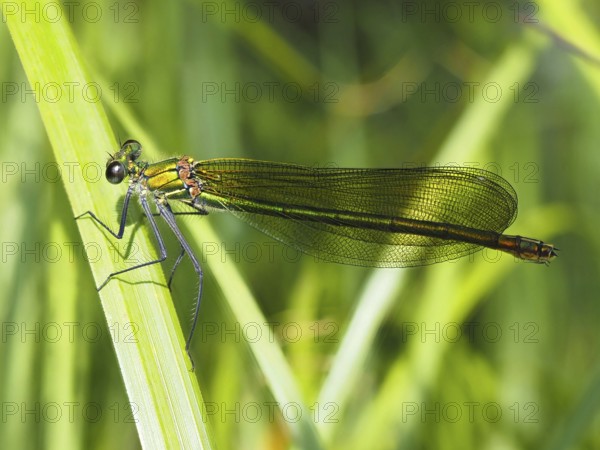 Odonates (Odonata), blurred background, North Rhine-Westphalia, Germany, Europe