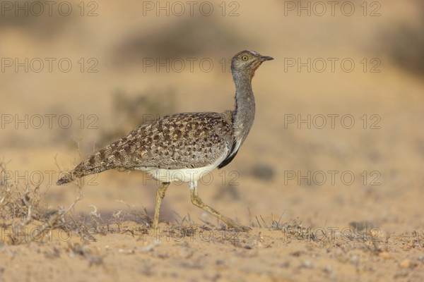 Sahara Houbara Bustard (Chlamydotis undulata fuerteventurae, Europe, Spain, Canary Islands, Fuerteventura, Lanzarote, Canary Islands, Spain, Europe
