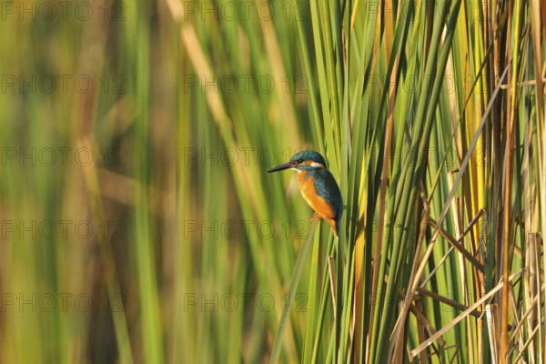 Kingfisher at a lake