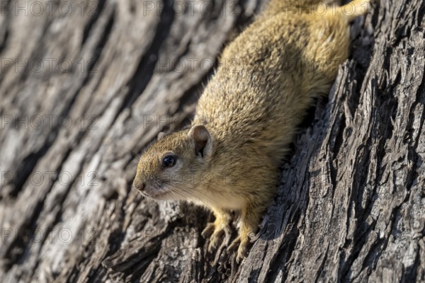 Tree squirrel, African bush squirrel (Paraxerus cepapi), Moremi Game Reserve, Okavango Delta, Maun, Botswana, Africa
