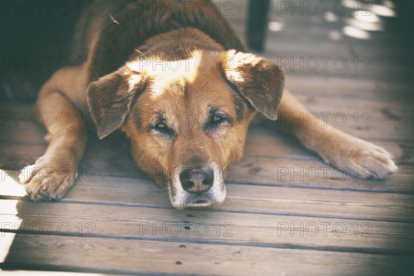 Mixed breed male on a terrace in France, 2019
