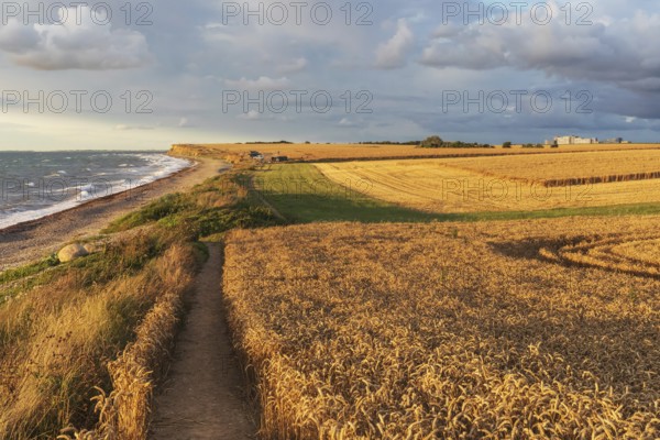 Wheat fields with hiking trail in sunset light at the Baltic Sea near Gremersdorf in Schleswig-Holstein Wheat fields with hiking trail in sunset light at the Baltic Sea near Gremersdorf in Schleswig-Holstein, Germany. Agricultural summer landscape