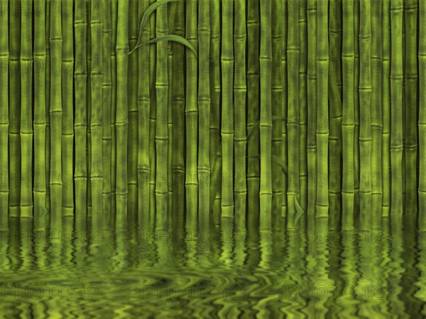 Background of green bamboo forest in the water