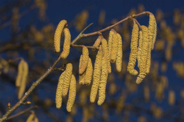 Common hazel (Corylus avellana)