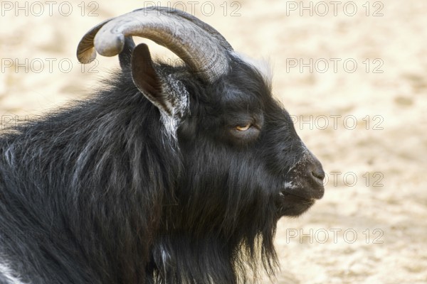 Portrait of Black Billy Goat with Big Horns Varna, Bulgaria, Europe