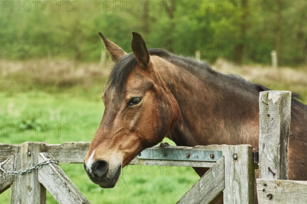 Portrait of Brown Horse near the Fence Barsel, Germany, Europe