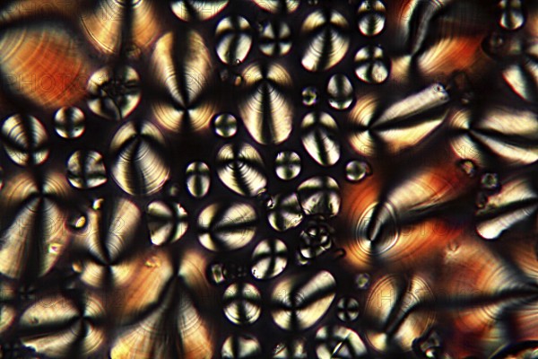 Potato starch under the microscope and in polarised light