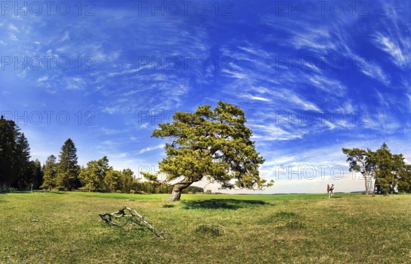 Old gnarled pine tree near Titting, Altmühltal nature park Park, Bavaria, Germany, Europe