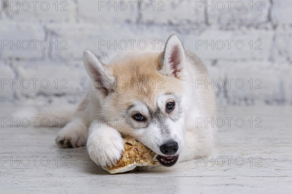 Smiling happy pet dog light coloured husky puppy gnawing with pleasure bone of food. Dogs delicacy. Doggy chewing on natural rawhide bone. Dried pork ear natural chewing treats for dogs. Pet supplies