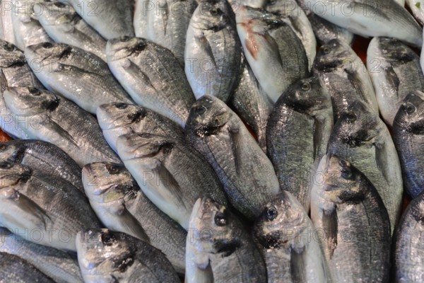 An arrangement of fresh silver fish lying close together, Istanbul, Istanbul Province, Turkey, Asia