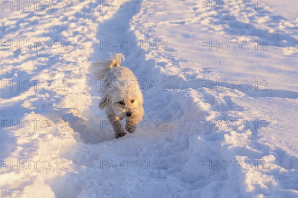 White dog runs in snow - Havanese