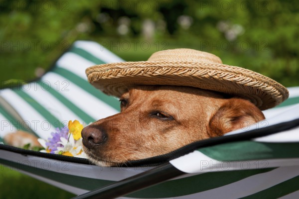 Dog lazy on it's bed with funny hat and flowers