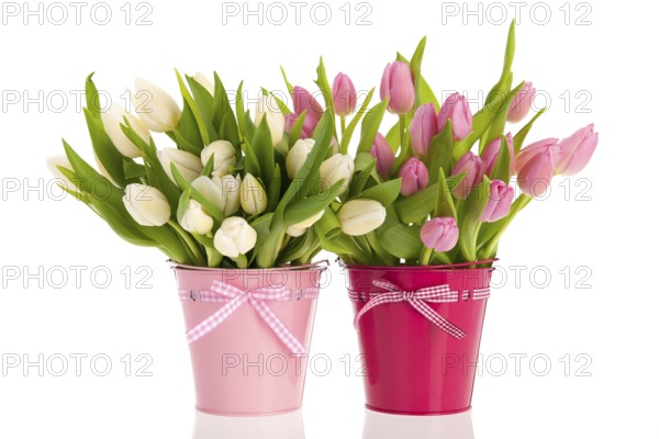 Pink and white tulips in buckets isolated over white background