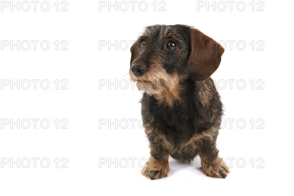 Wire haired dachshund isolated over white background