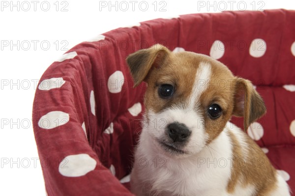 Red spotted pet bed with little Jack Russel puppy