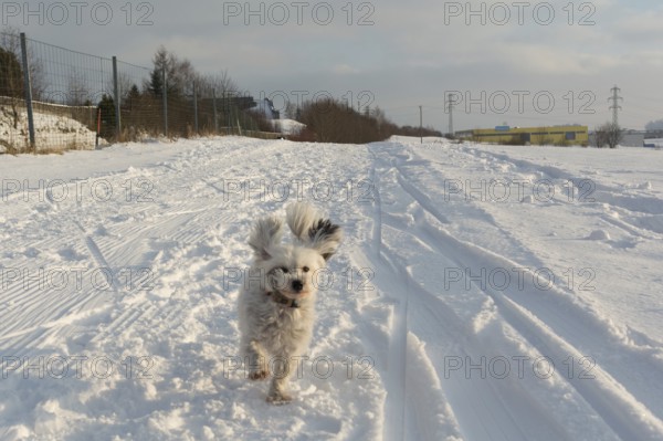 Little white dog runs in the snow with flying ears