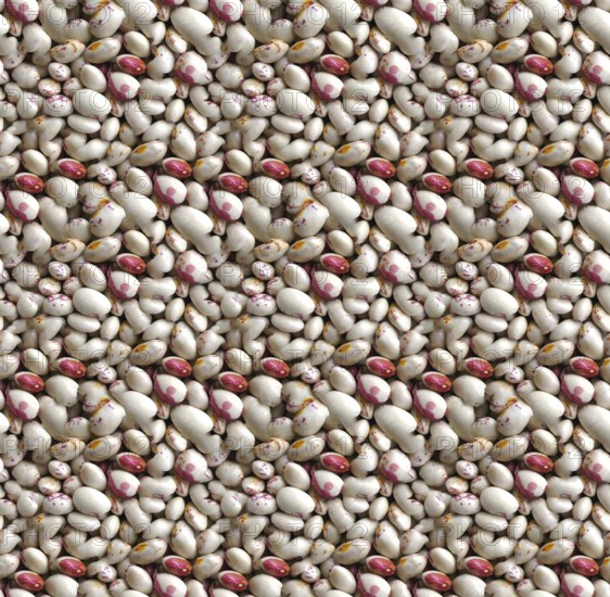 White and red Borlotti beans, a popular legume