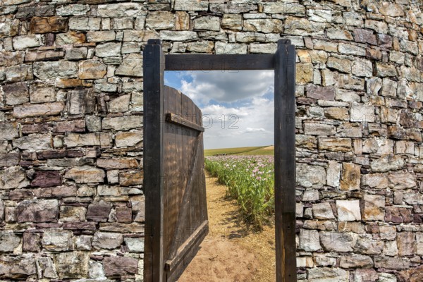 Gate in an Opium poppy field, Germerode, Werra-Meissner district, Hesse, Germany, photomontage, Europe