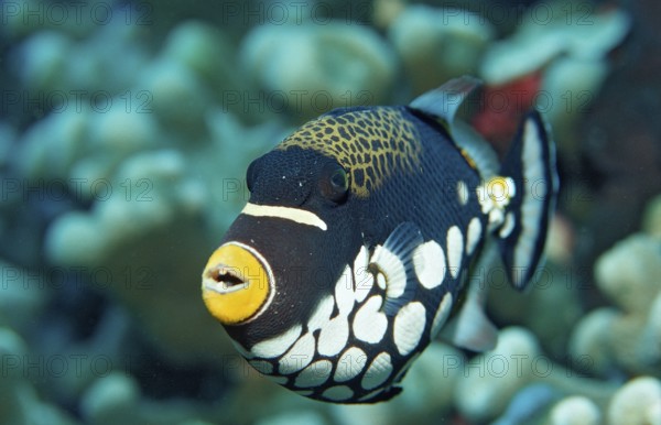 Leopard triggerfish, Balistoides conspicillum, Indonesia, Wakatobi Dive Resort, Sulawesi, Indian Ocean, Banda Sea, Asia