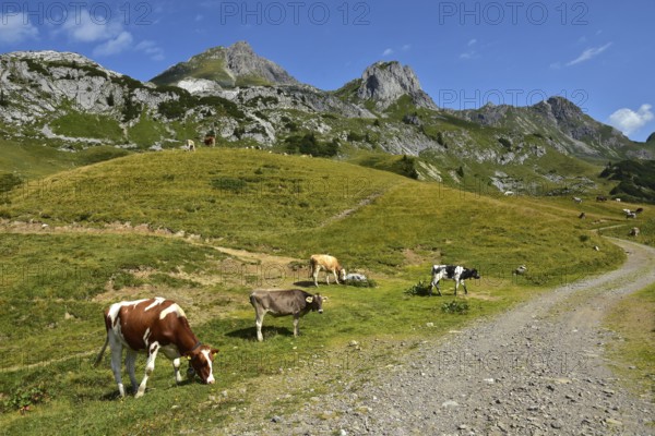 Alpine pasture on the Schadona Pass with Hochkünzelspitze, Brgenzerwald, Vorarlberg, Austria, Alpine pasture on the Schadona Pass with Hochkünzelspitze, Brgenzerwald, Vorarlberg, Austria, Europe