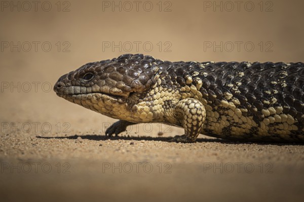 Blue-tongued skink or shingle-backed skink, also known as pine cone lizard (Tiliqua rugosa), Thundelarra, Western Australia, Australia, Oceania