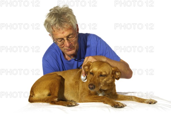 Dog for an examination by the veterinair