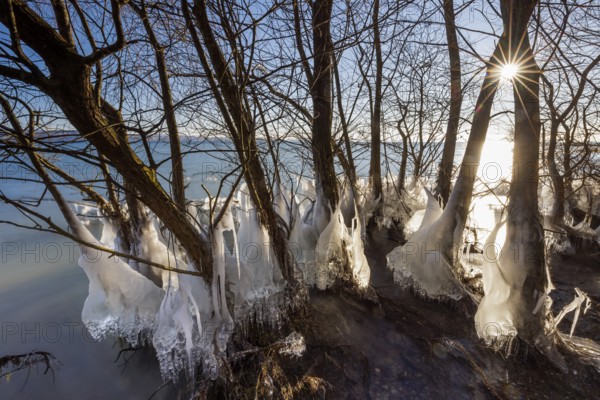 Icy trees on the lakeshore in sunlight, winter atmosphere, Hörnle, Constance, Lake Constance, Baden-Württemberg, Germany, Europe