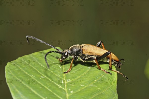 Red-necked ram (Stictoleptura rubra)