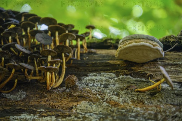 Numerous mushrooms growing close to a fallen tree trunk in the forest, Straubing, Lower Bavaria