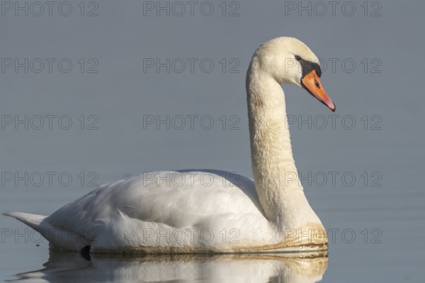 Mute swan (Cygnus olor) swimming on the water of a lake, Bas-Rhin, Alsace, Grand Est, France, Europe