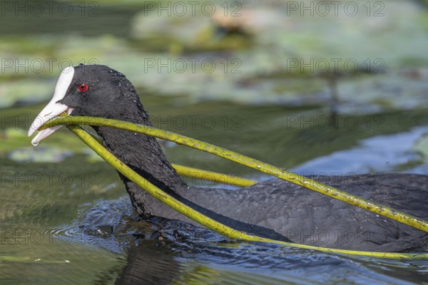 Eurasian Coot (Fulica atra) bringing a water lily to its nest. Bas Rhin, Alsace, France, Europe