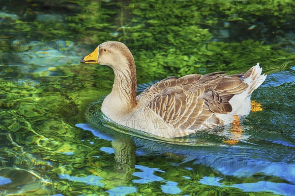 Grey Goose Swimming in the Lake Devna, Bulgaria, Europe