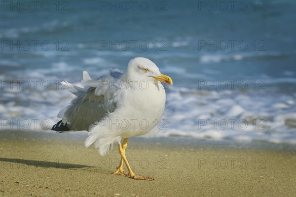 Seagull walking on the beach of Varna on the Black Sea, Bulgaria, Europe