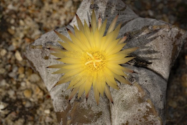 Bishop's cap (Astrophytum myriostigma)