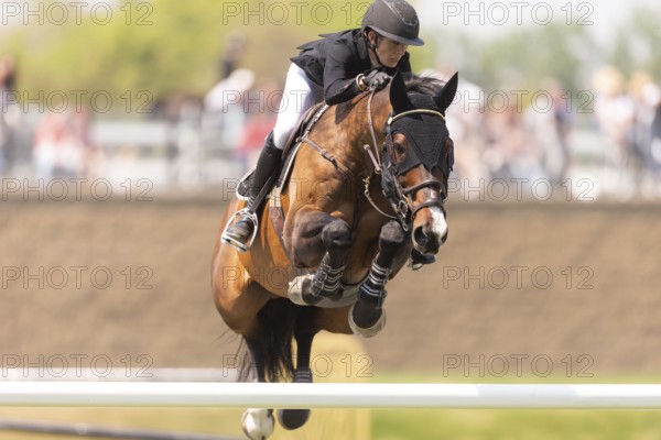 Katie Laurie of Australia and riding Django II, compete in the 1.60m Grand Prix during The Continental international competition at Spruce Meadows, in Calgary, Canada, North America