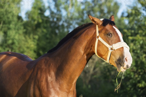 Funny portrait of bay horse