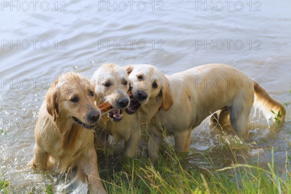 Swimming and playing labrador dogs