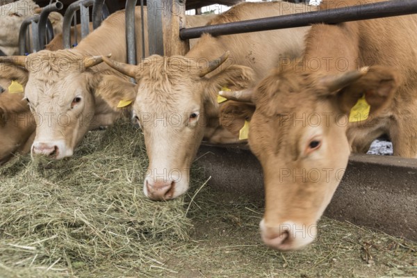 Cows eating hay in the loose housing - close-up cattle farming