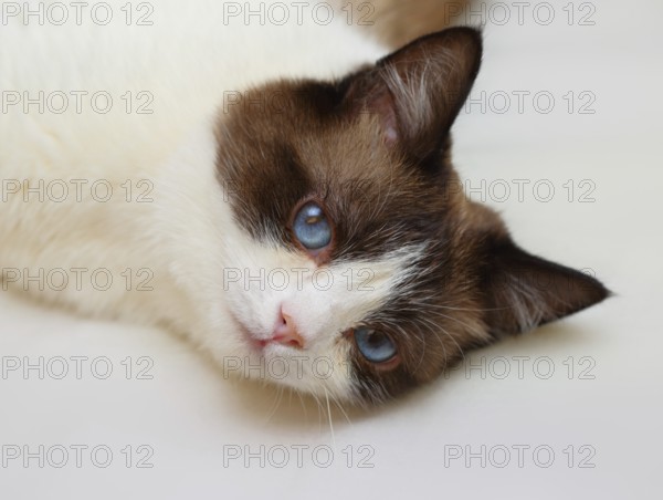 Snowshoe cat portrait at home