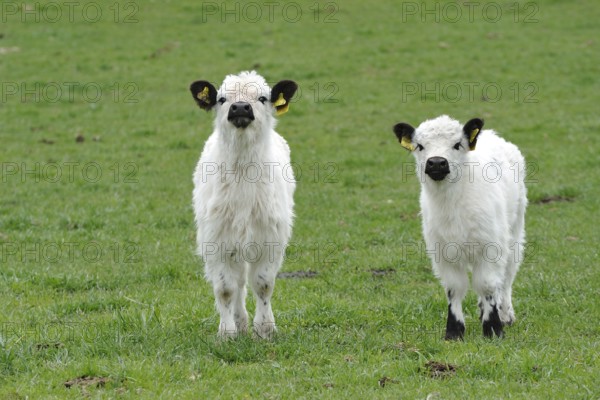 Young Galloway cattle, Young White Galloways