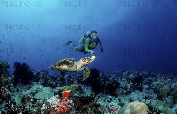 Hawksbill turtle and diver, Eretmochelys imbricata, Maldives, Indian Ocean, Ari Atoll, Asia