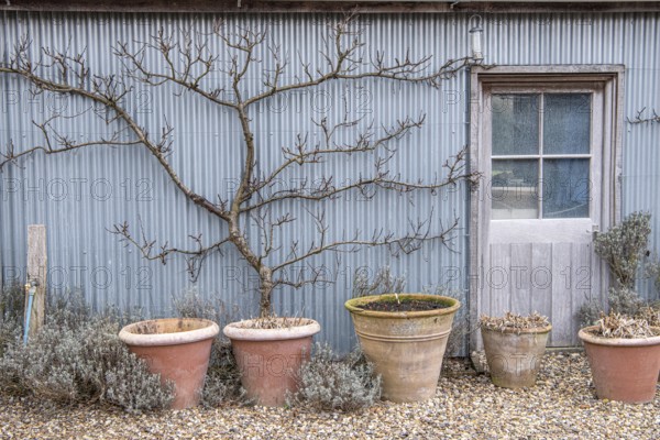 Trellis fruit, apricot (Prunus armeniaca), The Barn Garden, Great Britain