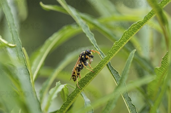 Gallic field wasp collecting nectar, european paper wasp (Polistes dominula), columnar deciduous tree (Frangula alnus FINE LINE), regurgitation, regurgitation of a food droplet