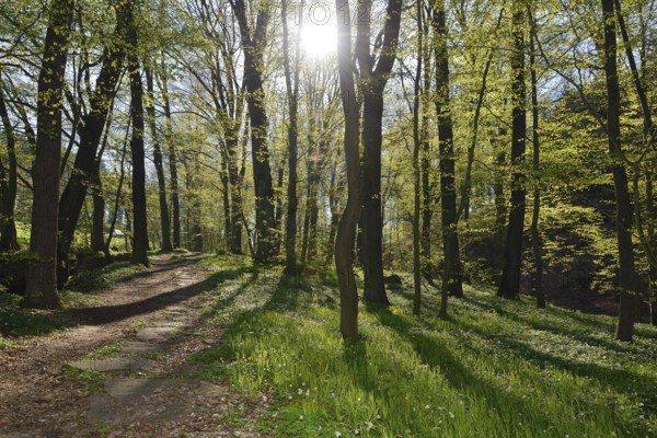 Sohland in Upper Lusatia saxon in spring