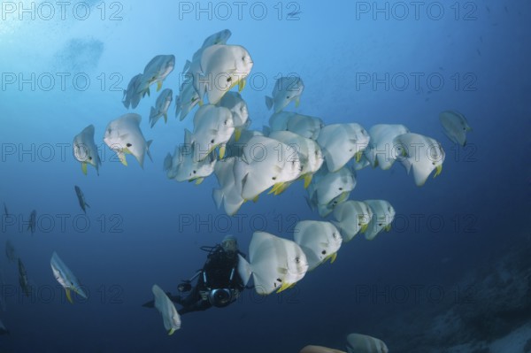 Shoal of Longfin Batfish, Platax teira, Ari Atoll, Indian Ocean, Maldives | Shoal of Longfin Batfish, Indian Ocean, Maldives, Asia