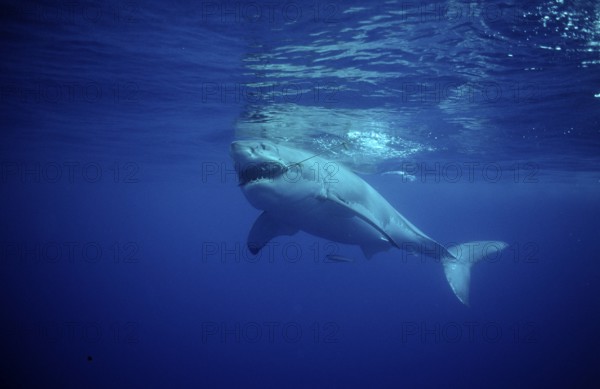 Great white shark, Carcharodon carcharias, USA, California, Pacific Ocean, Farallon Islands, San Francisco Bay, North America