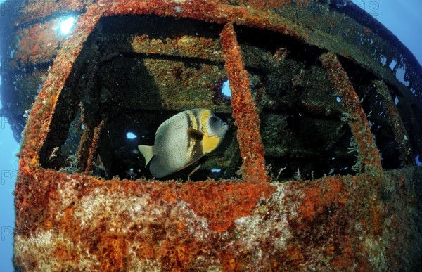 Cortez angelfish in a shipwreck, Pomacanthus zonipectus, Mexico, Sea of Cortez, Lower California, La Paz, Central America