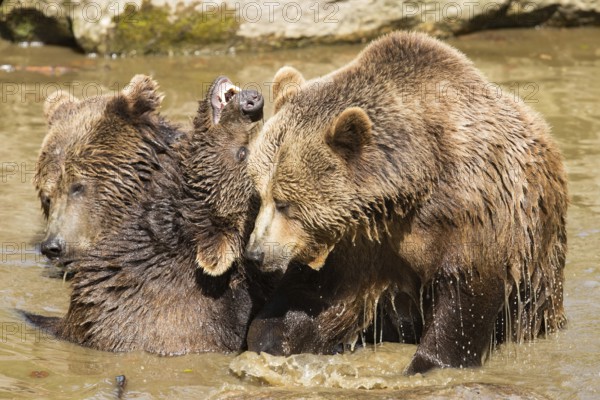 Brown bear (Ursus arctos)