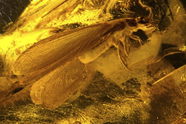 Amberinkluse - Termite