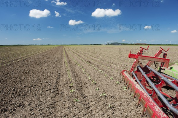 Fields with young vegetable fields and detail of planting machine